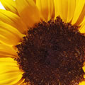 Sun Flower